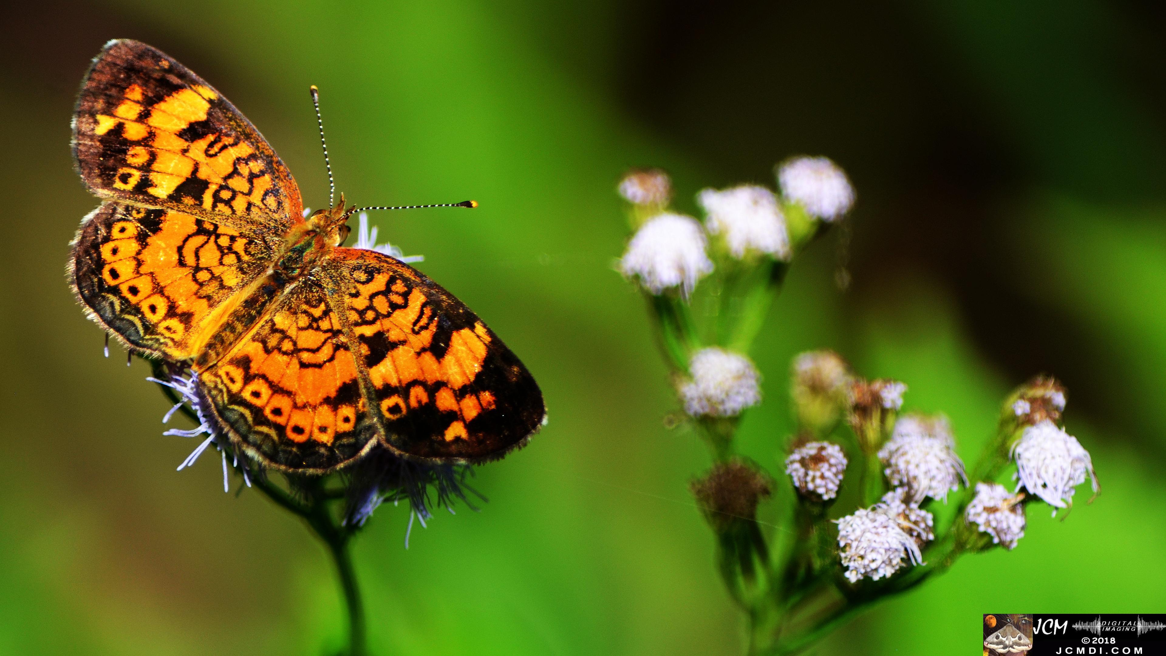 A Pearl Crescent Butterfly at Old Hickory Lake.jpg